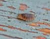 335110 – Photo : Oryctes – France (59)